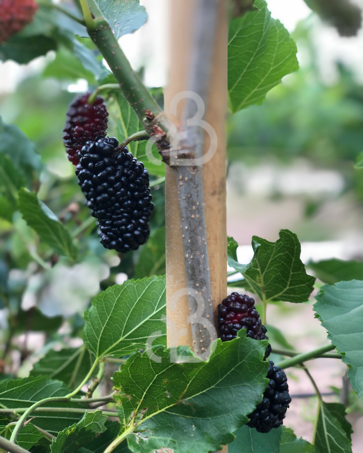 Morus alba 'Giant Fruit' | Witte moerbei | Voedselbos