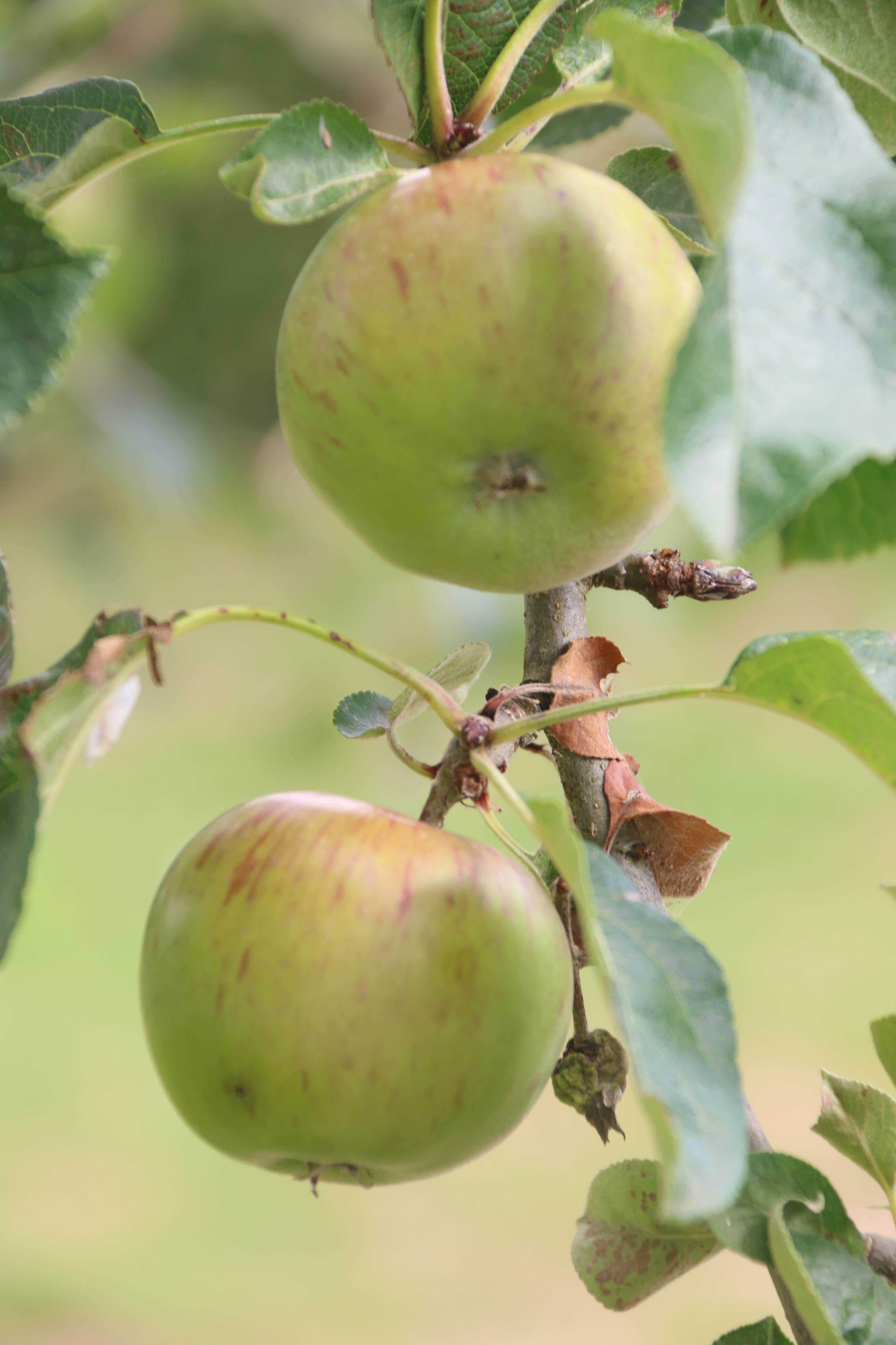  Voor alle wortelgoed fruitbomen op de kuil 