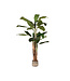 LABEL51 LABEL51 Musa - Groen - Kunststof - 180 cm