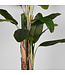 LABEL51 LABEL51 Musa - Groen - Kunststof - 180 cm