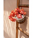 Bazar Bizar De Bananen Plantenhanger - Natuurlijk Wit - S