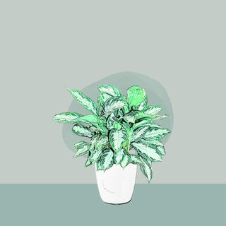 Aglaonema