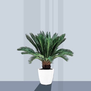 Cycas