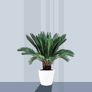 Cycas