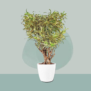 Dracaena