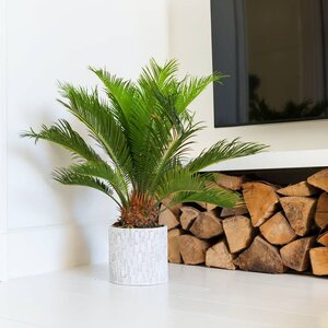 Palmier fougère Cycas