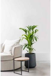 Palmier Kentia XS