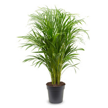 Areca