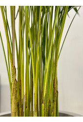 Palmier Areca S