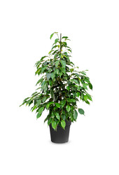 Ficus Benjamina