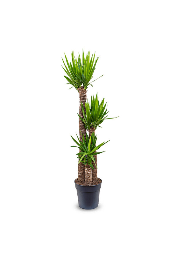 Yucca Elephantipes Touffe   XL