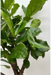 Ficus Lyrata Bambino S