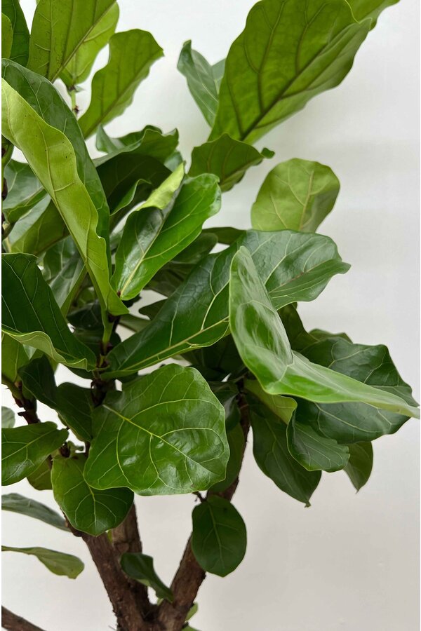 Ficus Lyrata Bambino S