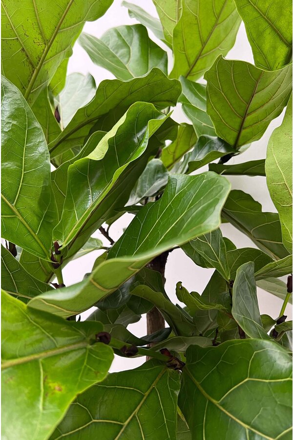 Ficus Lyrata Bambino S