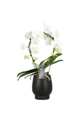 Miroir Orchidée Miracle Aurora Abruzzo