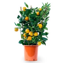 Agrumes Calamondin