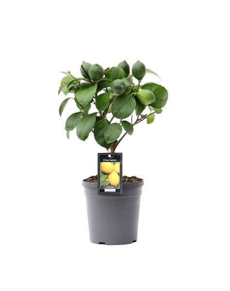 Citronnier