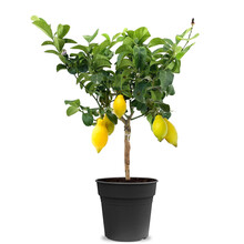 Citronnier