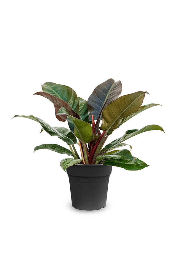 Philodendron rouge impérial S