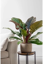 Philodendron rouge impérial S