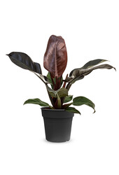 Philodendron rouge impérial M