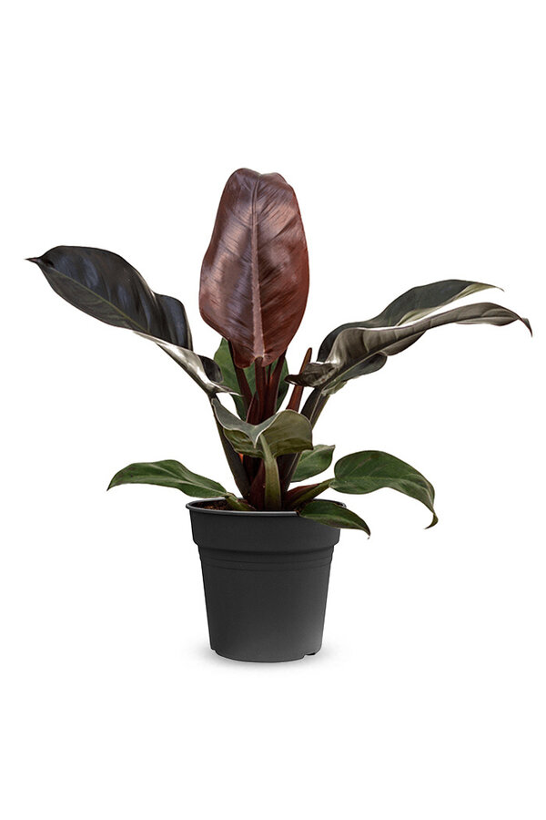 Philodendron rouge impérial M