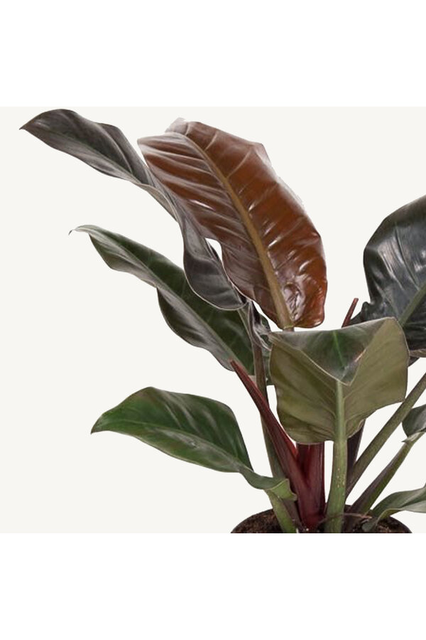 Philodendron rouge impérial M