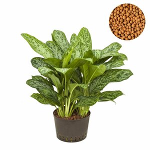 Aglaonema