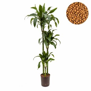 Dracaena