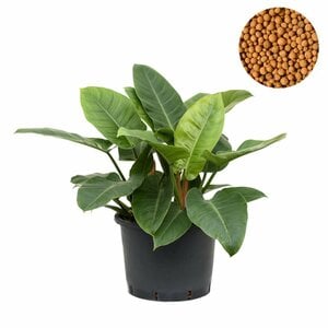 Philodendron