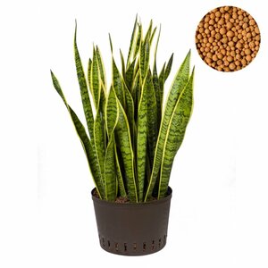 Sansevieria