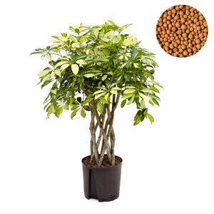 Schefflera