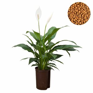 Spathiphyllum