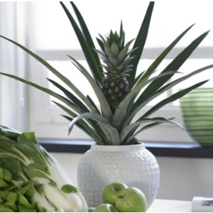 Plante d'ananas