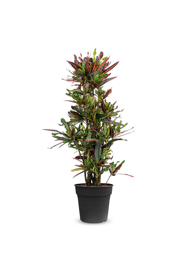 Croton Wonder Bush Mammi