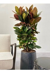 Croton Wonder Bush XL