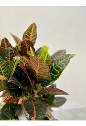 Croton Wonder Bush XL