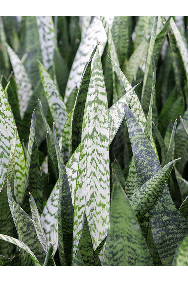 Sansevieria Corail noir