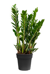 Zamioculcas Plante des dunes