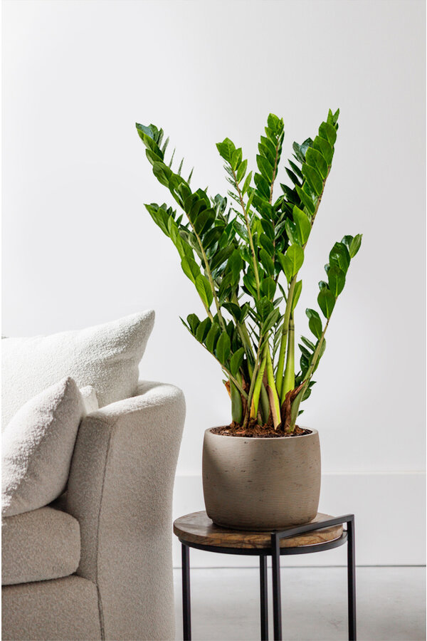 Zamioculcas Plante des dunes