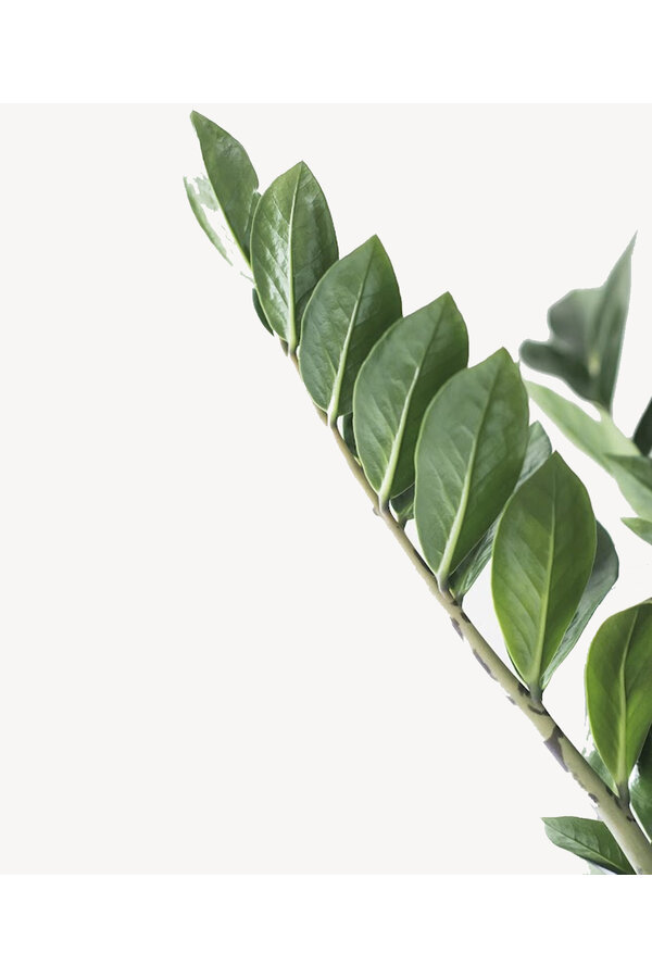 Zamioculcas Plante des dunes