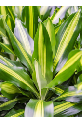 Dracaena Cintho ramifié L