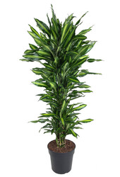 Dracaena Cinthho ramifié XL