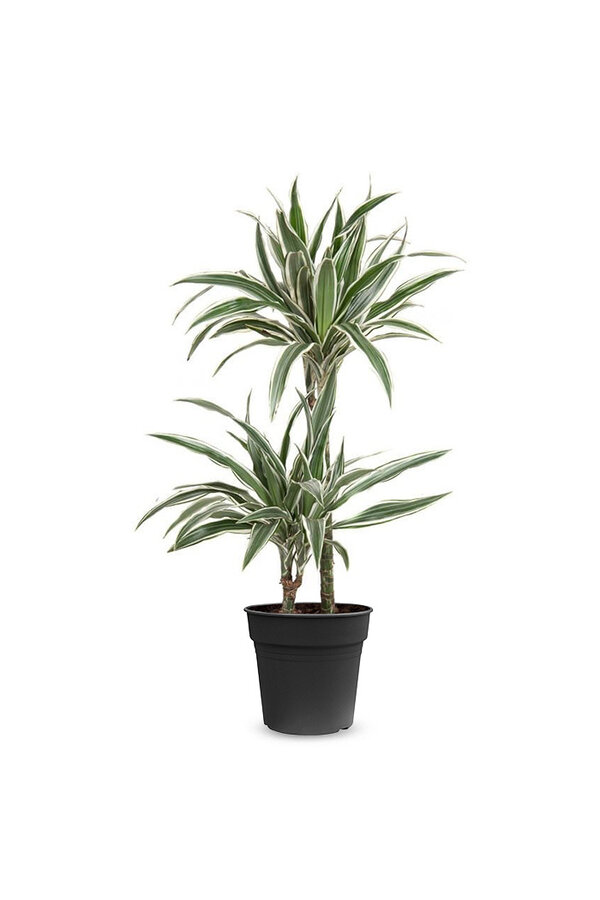 Dracaena Rayures blanches S