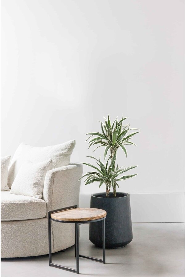Dracaena Rayures blanches S