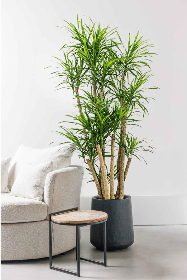 Dracaena Anita Variegata ramifié XL
