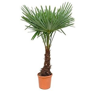 Trachycarpus