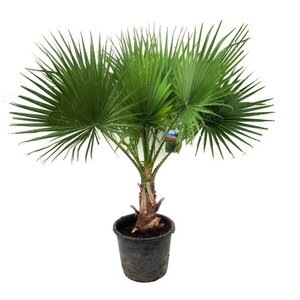 Washingtonia