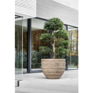 Figure 1 plantation en plein air