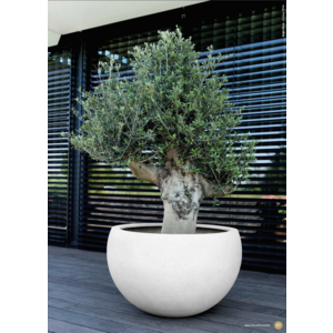 Figure 6 plantation en plein air